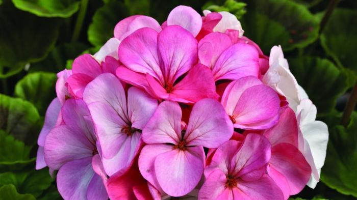 Bunga Geranium | ISTIMEWA