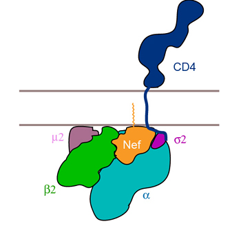 The AIDS virus enters immune cells by binding to CD4 receptors embedded in the membrane (parallel lines) of the cell. But once a virus enters the cell, it makes a protein, Nef, that binds to the protein complex underlying CD4, tagging it for the waste bin. Potential anti-HIV drugs would disable one of the proteins (colored blobs) to which Nef binds, interfering with HIV’s strategy for spreading through the body. Image by James Hurley, UC Berkeley.